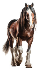 an equestrian-themed photographic illustration of a brown draft shire horse rearing and running on a transparent background in PNG. T-shirt design. Generative AI