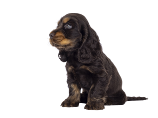 Adorable choc and tan English Coclerspaniel dog puppy, sitting up side ways. Looking side ways away from camera, isolated cutout on a transparent background.