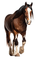 Obraz na płótnie Canvas an equestrian-themed photographic illustration of a brown draft shire horse rearing and running on a transparent background in PNG. T-shirt design. Generative AI