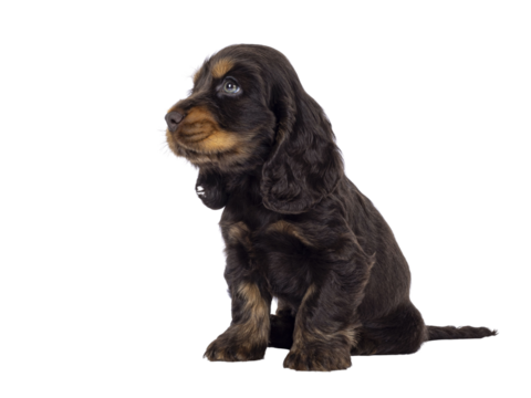 Adorable choc and tan English Coclerspaniel dog puppy, sitting up side ways. Looking side ways away from camera, isolated cutout on a transparent background.
