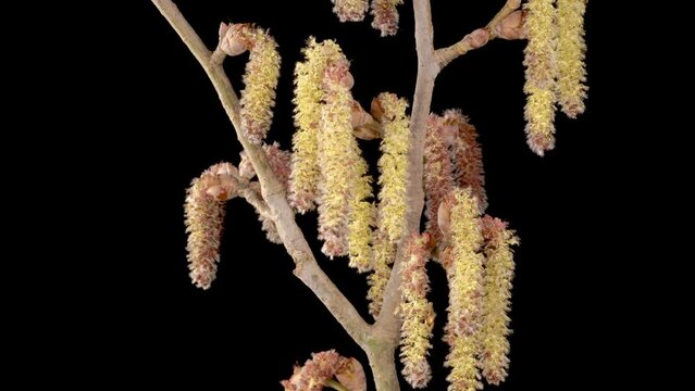 Poplar Tree Blossoms. Beautiful Time Lapse of Poplar Tree Blooming on Black Background. 4K.