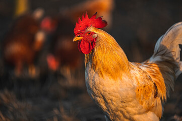 Ein stolzer Hahn in Abendsonne