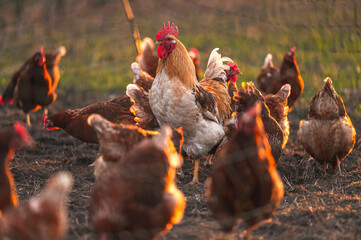 Ein stolzer Hahn unter Hennen