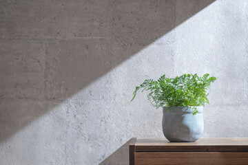 コンクリートの壁と観葉植物
