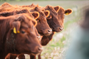 Rote Angus-Rinder auf der Weide