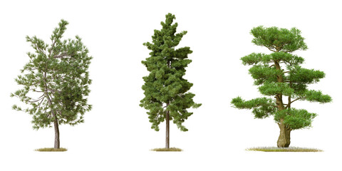 PNG tree file design for drag and drop and fasrt use, 3d illustration rendering