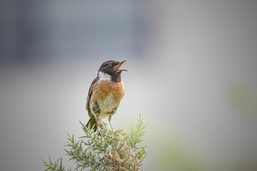 Beautiful stonechat during spring
