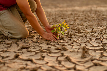 Man planting a green tree on parched soil or dry earth to recovery environment from Global warming. Climate change and Drought solution.