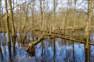 Relatively open forest with trees growing in shallow ponds near Santpoort, The Netherlands on a sunny day in springtime