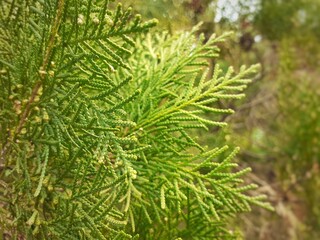 Platycladus orientalis tree leaves close up. Platycladus is a distinct genus of evergreen coniferous tree in the cypress family Cupressaceae.