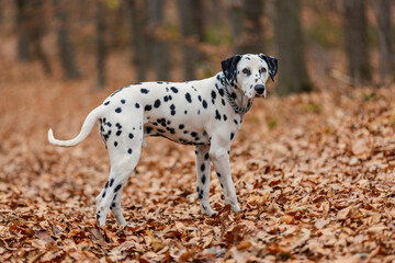 Dalmatian breed dog close-up in the autumn forest