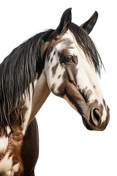 an equestrian-themed photographic illustration of a painted pinto horse pony on a transparent background in PNG. T-shirt design. Generative AI