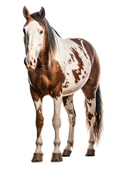 Obraz premium an equestrian-themed photographic illustration of a painted pinto horse pony on a transparent background in PNG. T-shirt design. Generative AI