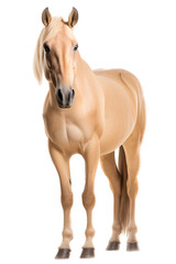 an equestrian-themed photographic illustration of a Palomino horse rearing and running on a transparent background in PNG. T-shirt design. Generative AI - obrazy, fototapety, plakaty