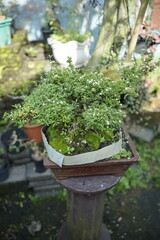 bonsai tree in pot