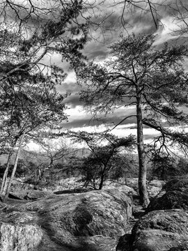 Vertical black and white image of the trees lining the cliffs of the Potomac River on the Great Falls Virginia Side