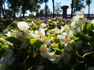 White wax begonia or Begonia semperflorens. Begonia x semperflorens-cultorum. Bedding plant in...