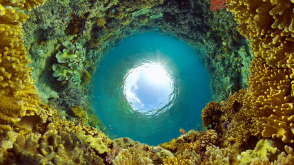 Underwater Colorful Tropical Fishes. Tropical underwater sea fishes. Philippines.