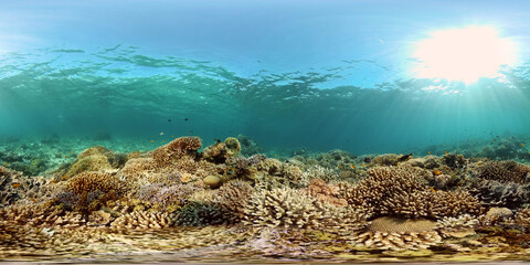 Naklejka na ściany i meble The Underwater World of the with Colored Fish and a Coral Reef. Tropical reef marine. Philippines. Virtual Reality 360.