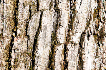 Texture of tree bark in the sun	