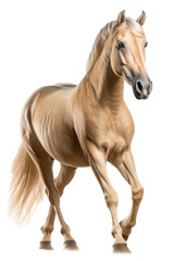 Obraz na płótnie Canvas an equestrian-themed photographic illustration of a Palomino horse rearing and running on a transparent background in PNG. T-shirt design. Generative AI