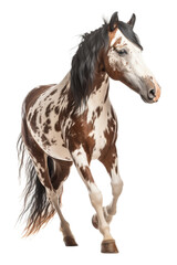 an equestrian-themed photographic illustration of a painted pinto horse mustang stallion rearing, jumping, and running on a transparent background in PNG. T-shirt design. Generative AI