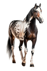 Obraz premium an equestrian-themed photographic illustration of a painted pinto horse Mustang stallion rearing, jumping, and running on a transparent background in PNG. T-shirt design. Generative AI