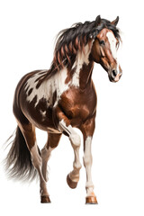 Obraz premium an equestrian-themed photographic illustration of a painted pinto horse Mustang stallion rearing, jumping, and running on a transparent background in PNG. T-shirt design. Generative AI