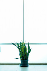 Green Mother-in-Law's Tongue Plant or Sansevieria Trifasciata Prain with Copy Space Against White Window