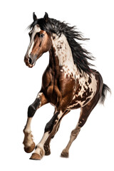 Plakat an equestrian-themed photographic illustration of a painted pinto horse Mustang stallion rearing, jumping, and running on a transparent background in PNG. T-shirt design. Generative AI