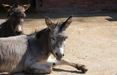 Two gray donkeys lie and sunbathe in the zoo