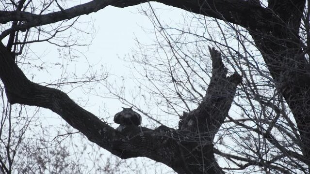Flaco The Famous NYC Owl Flying From One Branch To Another In Central Park