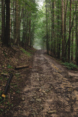 path in the forest