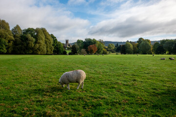 Fototapeta premium Sheep 