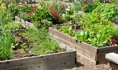 Assorted raised garden beds growing fresh vegetables