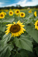 field of sunflowers