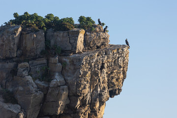 Wild birds sit on a stone cliff