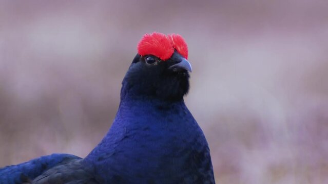 Close up of Lekking Black grouse Tetrao tetrix early in the morning. Male of grouse on the bog. European nature.