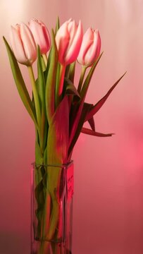 Spring flowers tulip on a pink neon background that rotate, close-up, vertical, copy space for international Mother's Day. Bouquet for woman, wife, sister, daughter, grandmother