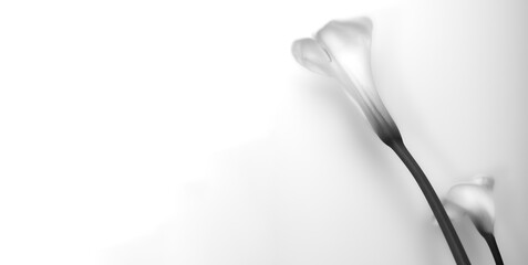 Two flowers of calla lily on white background, elegance,  decoration,  copy space, symbol, irish