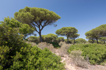 Cadiz, Barbate, pine forest, La Breña, tourism, travel, Andalusia 