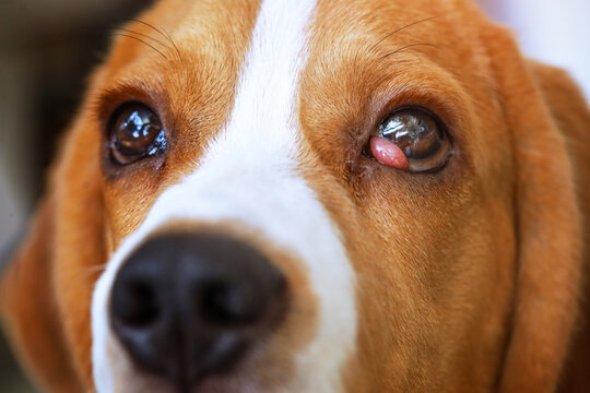 Beagle dog suffer from cherry eye disease.