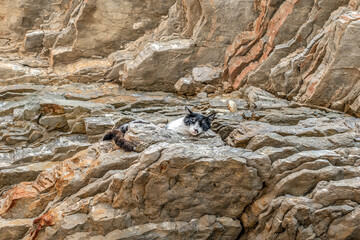 A black and white cat sleeps on a stone ledge in a rock from a layered mineral formations on Mogren Beach in Budva, Montenegro. Homeless animal relaxes basking in the sun