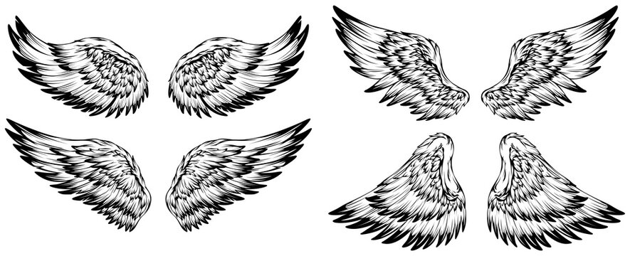 Bird wings illustration tattoo style. Hand drawn design element set.