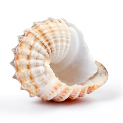 Un coquillage sur un fond blanc