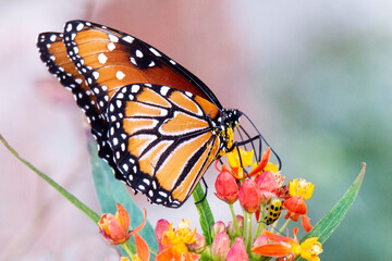 Queen Butterfly Feeding Closeup