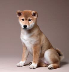 Cute fluffy Shiba Inu puppy. red puppy