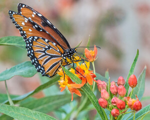 Queen Butterfly Feeding on Milkweed Plant