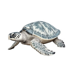 Fototapeta premium sea turtle isolated on white