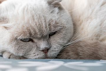 Funny short haired domestic white British cat sleeping indoor at home. Kitten resting and relax on blue sofa. Pet care and animals concept